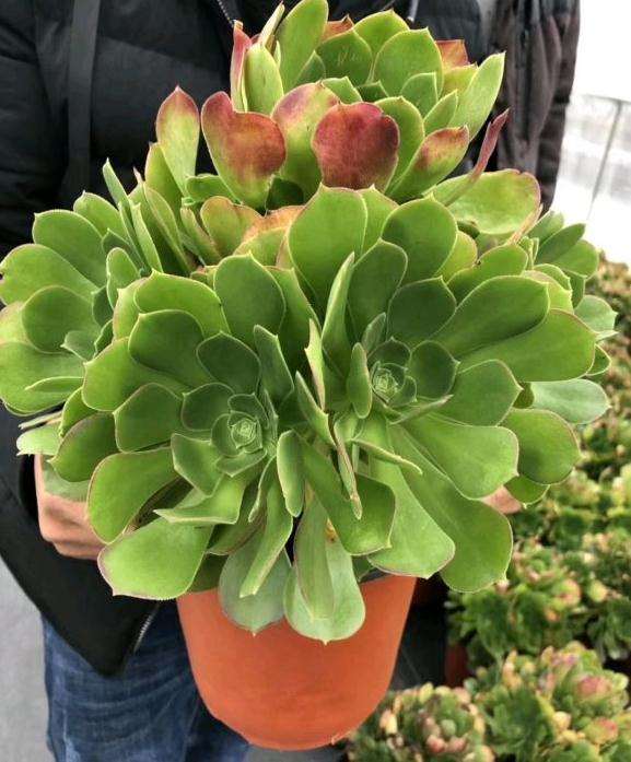 这款法师多肉是什么品种