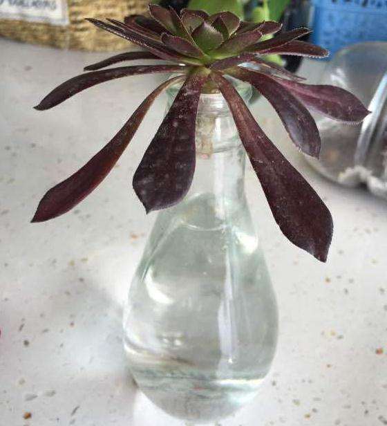 黑法师多肉 咋还不发侧芽