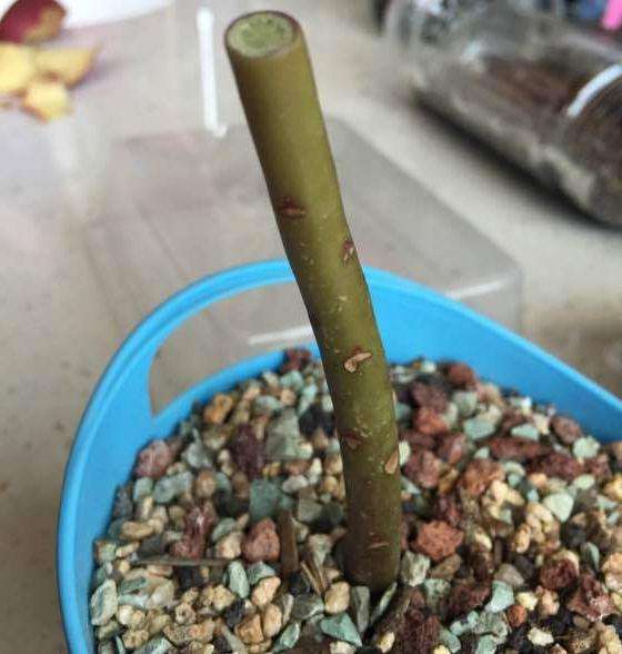 黑法师多肉 咋还不发侧芽