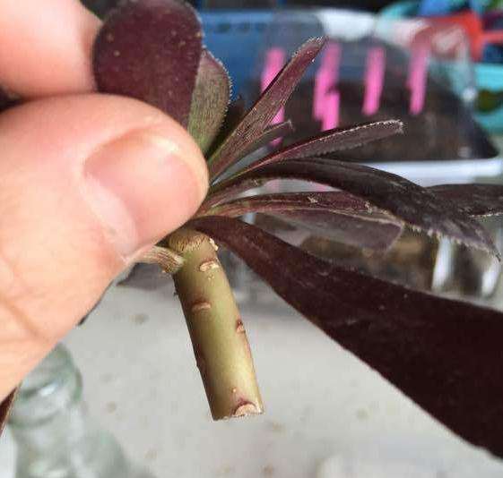 黑法师多肉 咋还不发侧芽