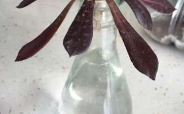 黑法师多肉 咋还不发侧芽 图片