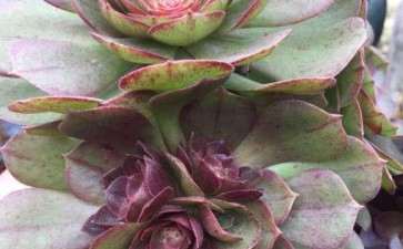 怎么让法师多肉的枝干长粗 图片