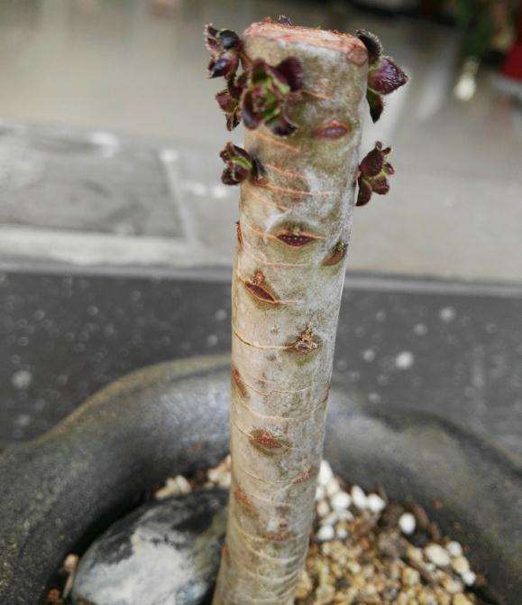 法师多肉砍头之后