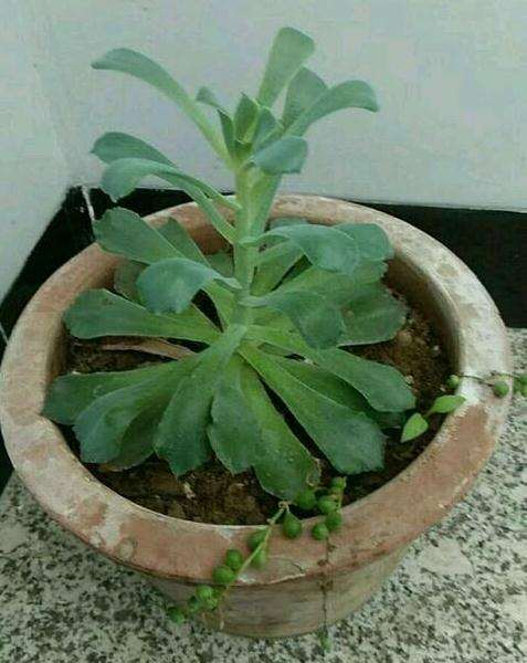 我这个法师多肉的砍法