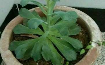 怎么看 我这个法师多肉的砍法