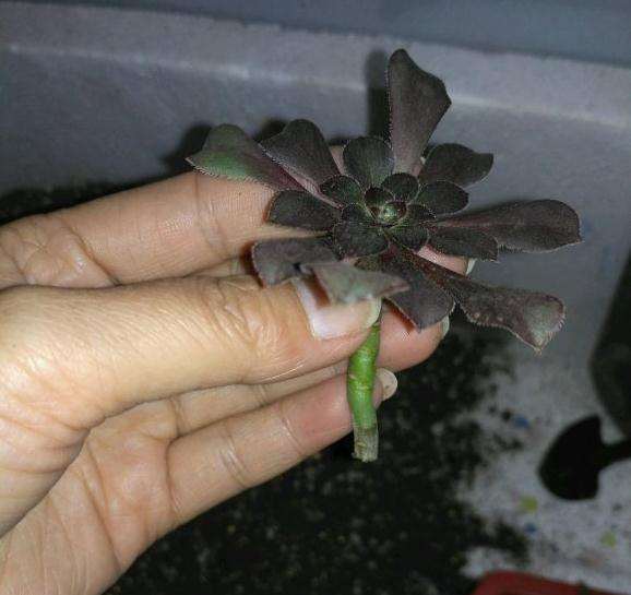 黑法师多肉怎么砍头的3个方法