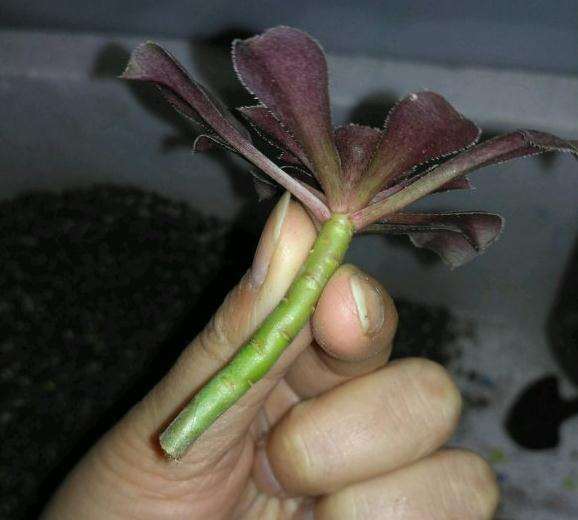 黑法师多肉怎么砍头的3个方法