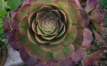 万圣节多肉 太好看了 法师的坑出不来了