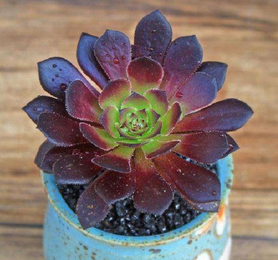 法师多肉到底要怎么晒太阳