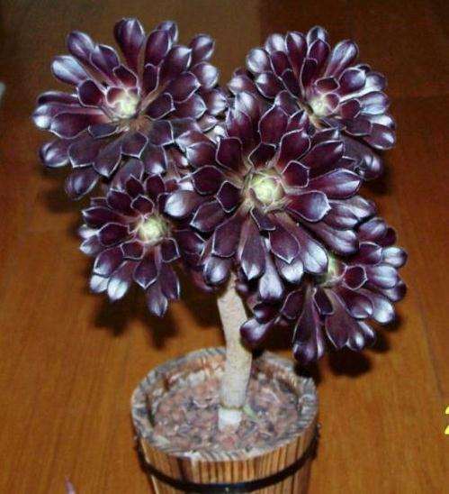 法师多肉到底要怎么晒太阳