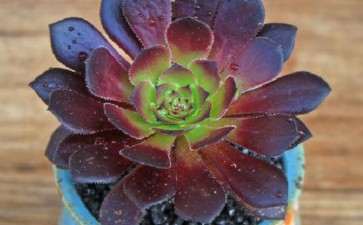 请问 法师多肉到底要怎么晒太阳