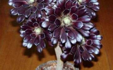 法师多肉原始种不能晒太阳吗 图片