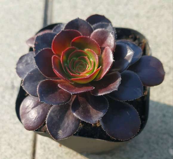 4月份可以为黑法师多肉摘心吗