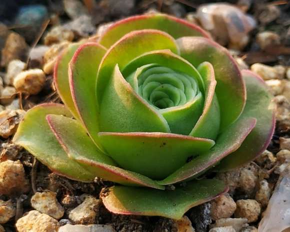 4月份可以为黑法师多肉摘心吗