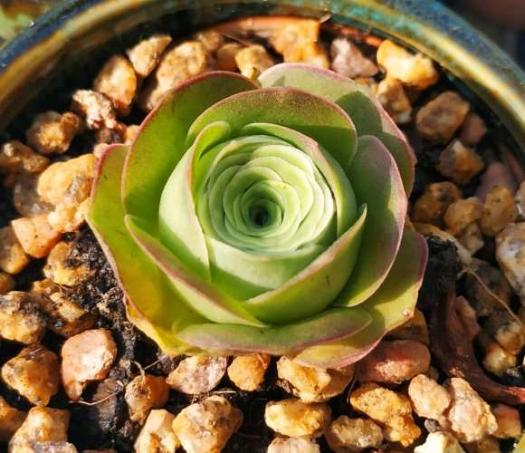 4月份可以为黑法师多肉摘心吗