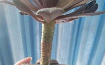 法师多肉的杆子下面不长么 怎么办