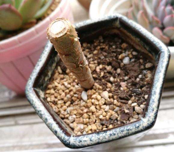 法师多肉要休眠了 多肉砍啥头啊