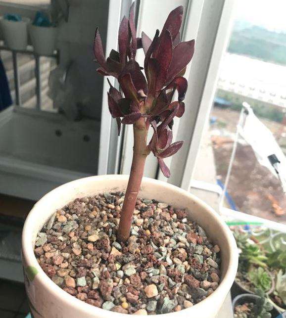 法师多肉要休眠了 多肉砍啥头啊