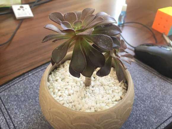 黑法师多肉这个样子了