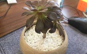 黑法师多肉这个样子了 怎么办 图片