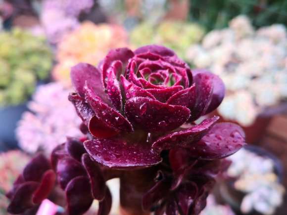 控养的玫瑰法师多肉