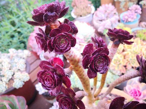 控养的玫瑰法师多肉