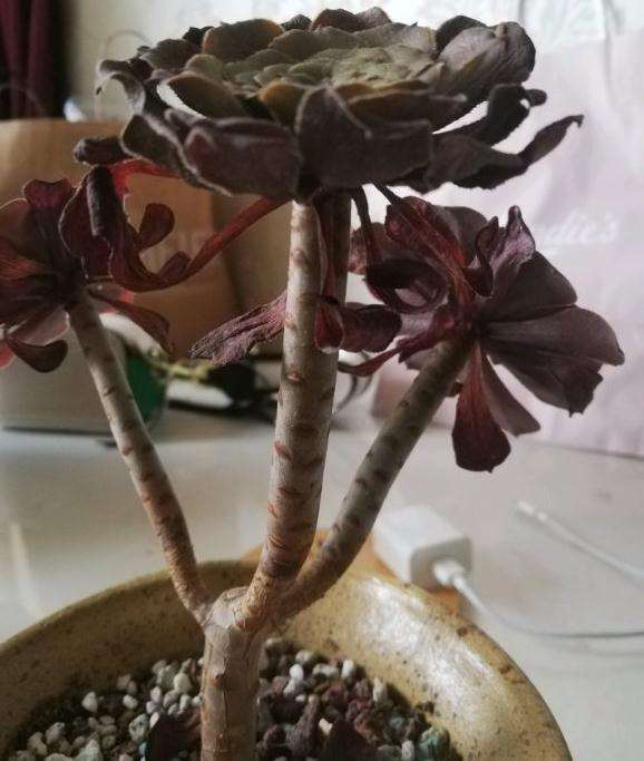 法师多肉休眠期结束了吗