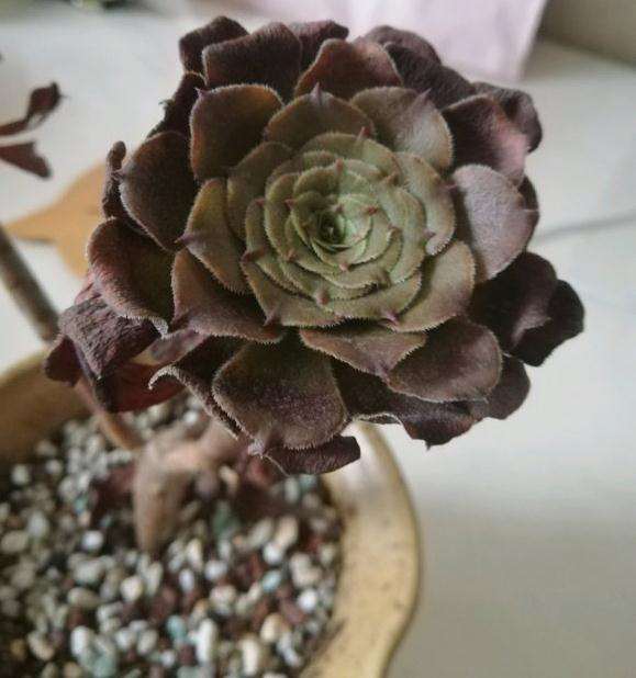 法师多肉休眠期结束了吗