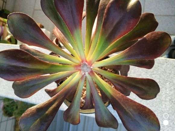 法师多肉是砍头好 还是摘心好