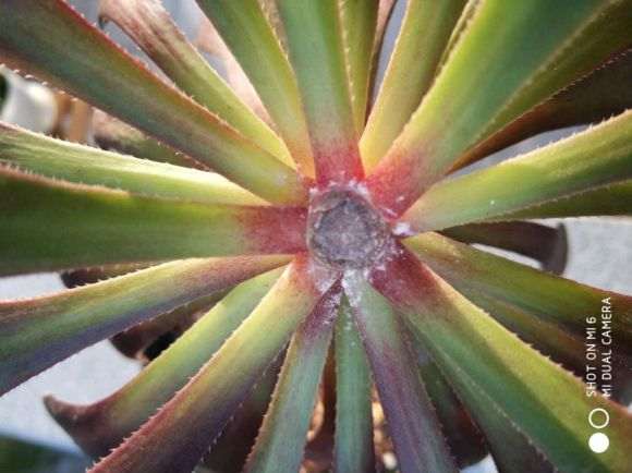 法师多肉是砍头好 还是摘心好