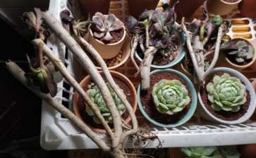 这样的圆叶法师多肉怎么处理 图片