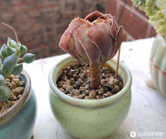 法师多肉两个多月了