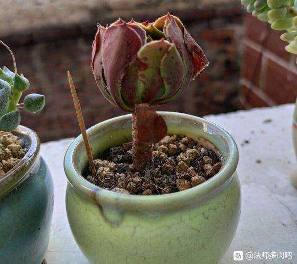 法师多肉两个多月了