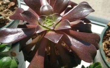 法师多肉长出侧芽来 可以吗 图片