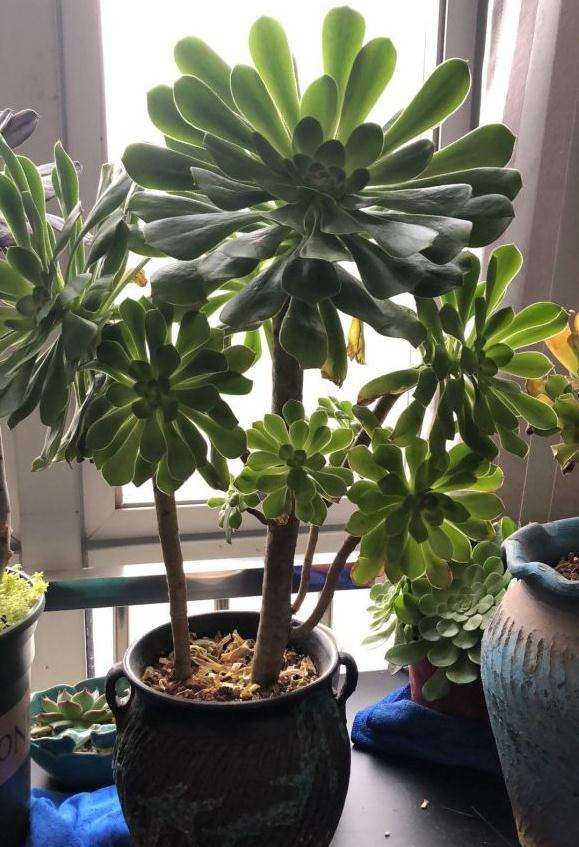 法师多肉穿裙子了 怎么办呀