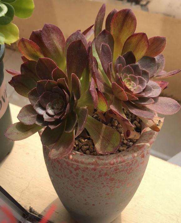 法师多肉穿裙子了 怎么办呀