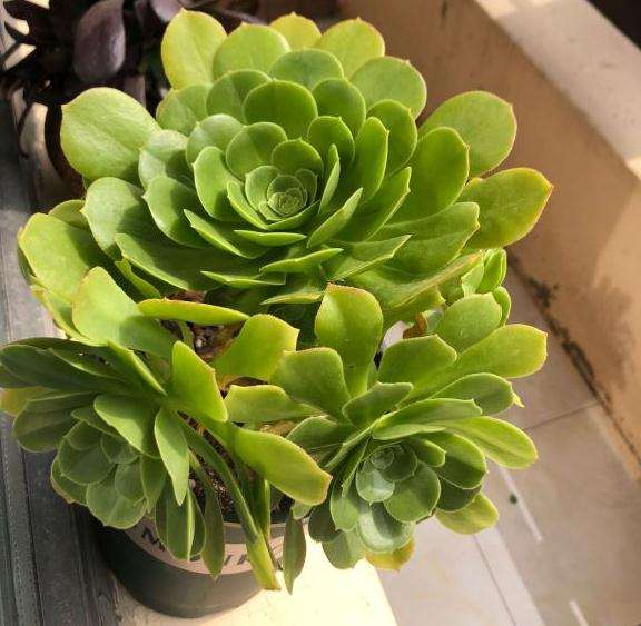 法师多肉穿裙子了 怎么办呀