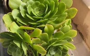 法师多肉穿裙子了 怎么办呀 图片