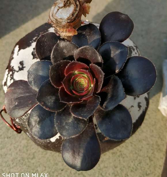 黑法师多肉现在可以砍头吗