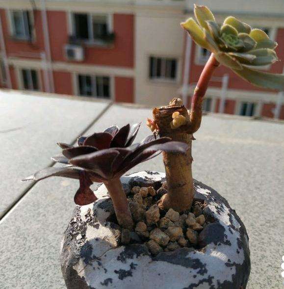 黑法师多肉现在可以砍头吗