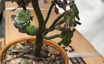 法师多肉叶子都快掉光了 怎么回事