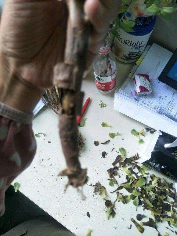 法师法师的枝条断了怎么办