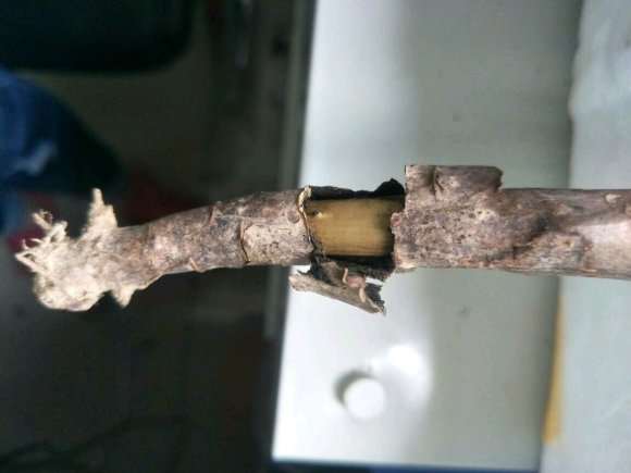 法师法师的枝条断了怎么办