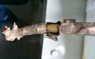 法师多肉的枝条断了 怎么办 图片