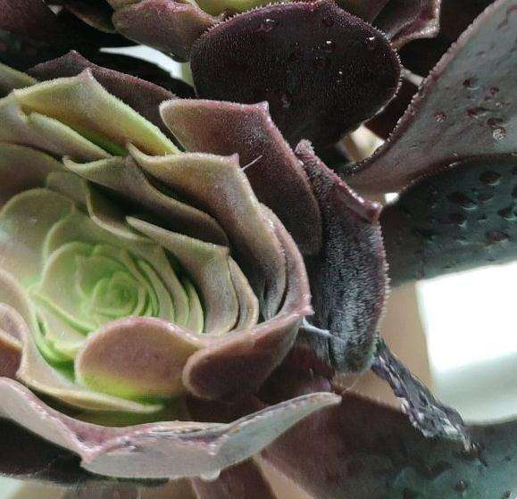 这个是什么品种的法师多肉