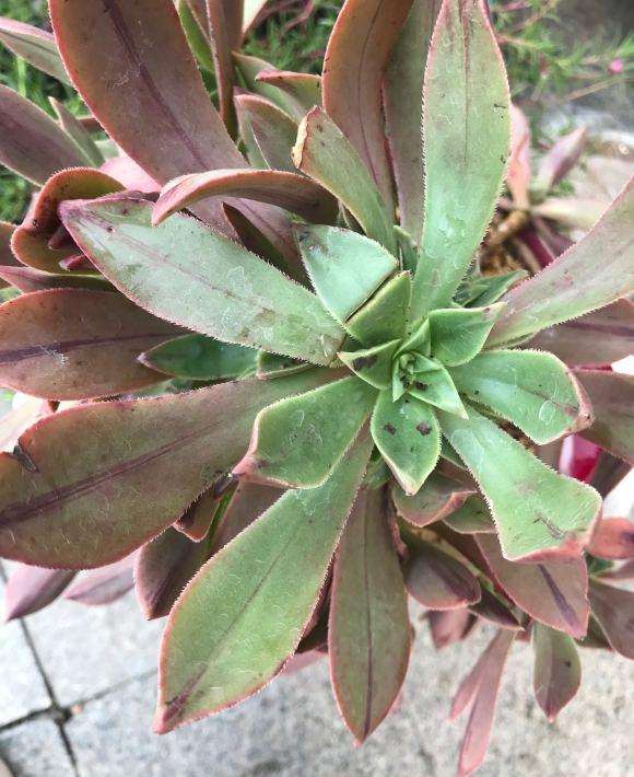 这颗法师多肉怎么了