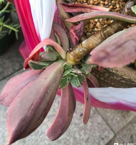 这颗法师多肉怎么了