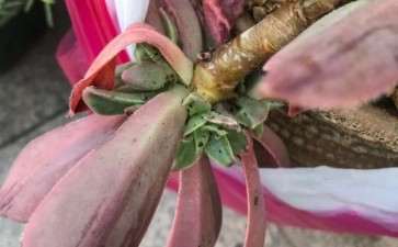 这颗法师多肉怎么了 是生病了 还是长虫了