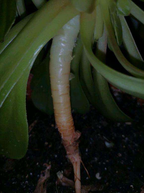 法师多肉杆子断了