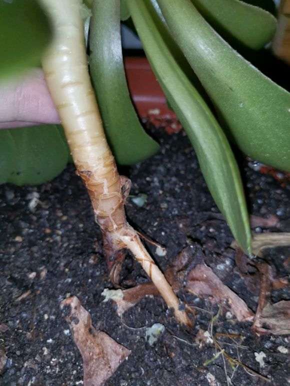 法师多肉杆子断了